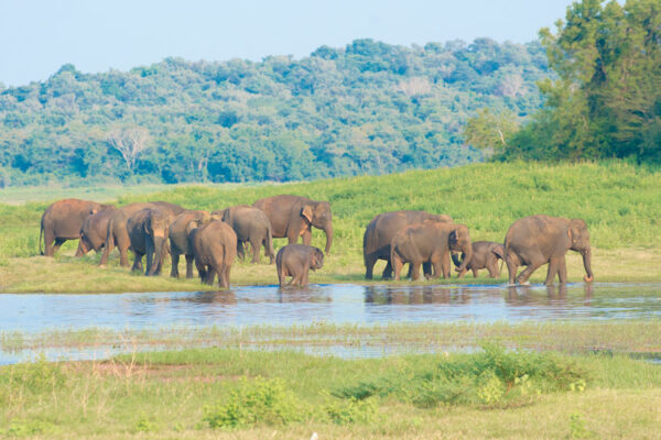 Minneriya National Park
