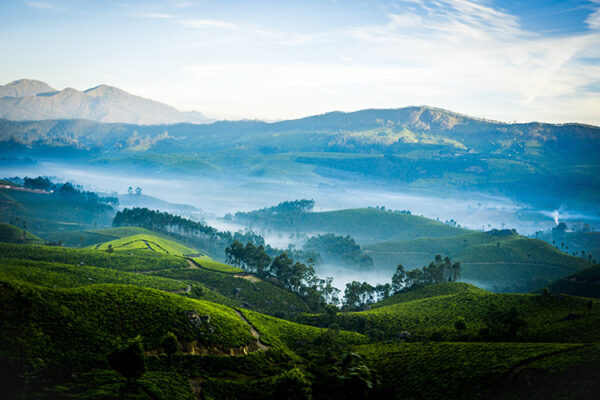 Munnar-unsplash (1)