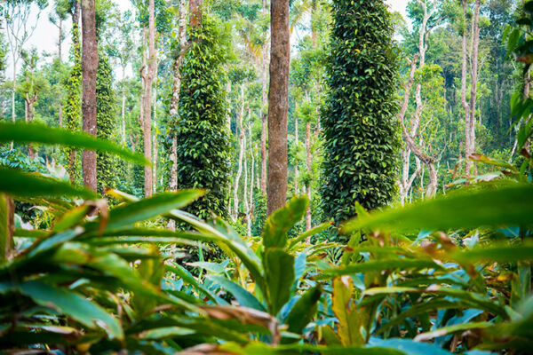 Spice Cardamom plantation