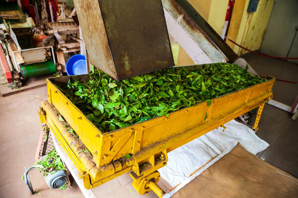 Tea factory in Munnar_1313534873
