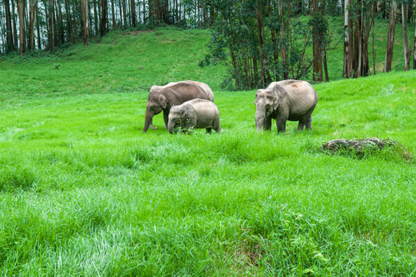 Wild elephants grazing in green grass_1114511141